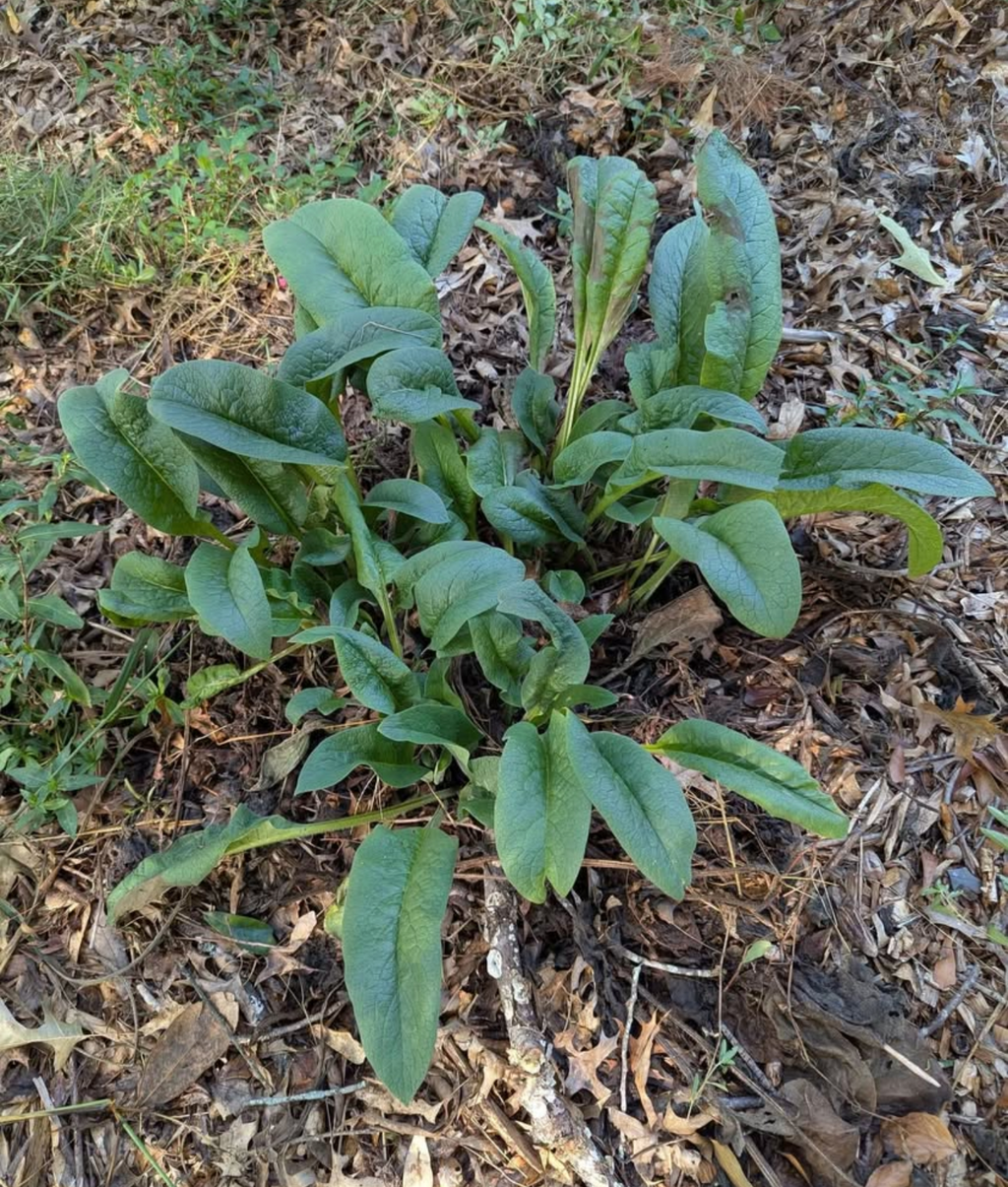 Comfrey Root Cuttings 3x