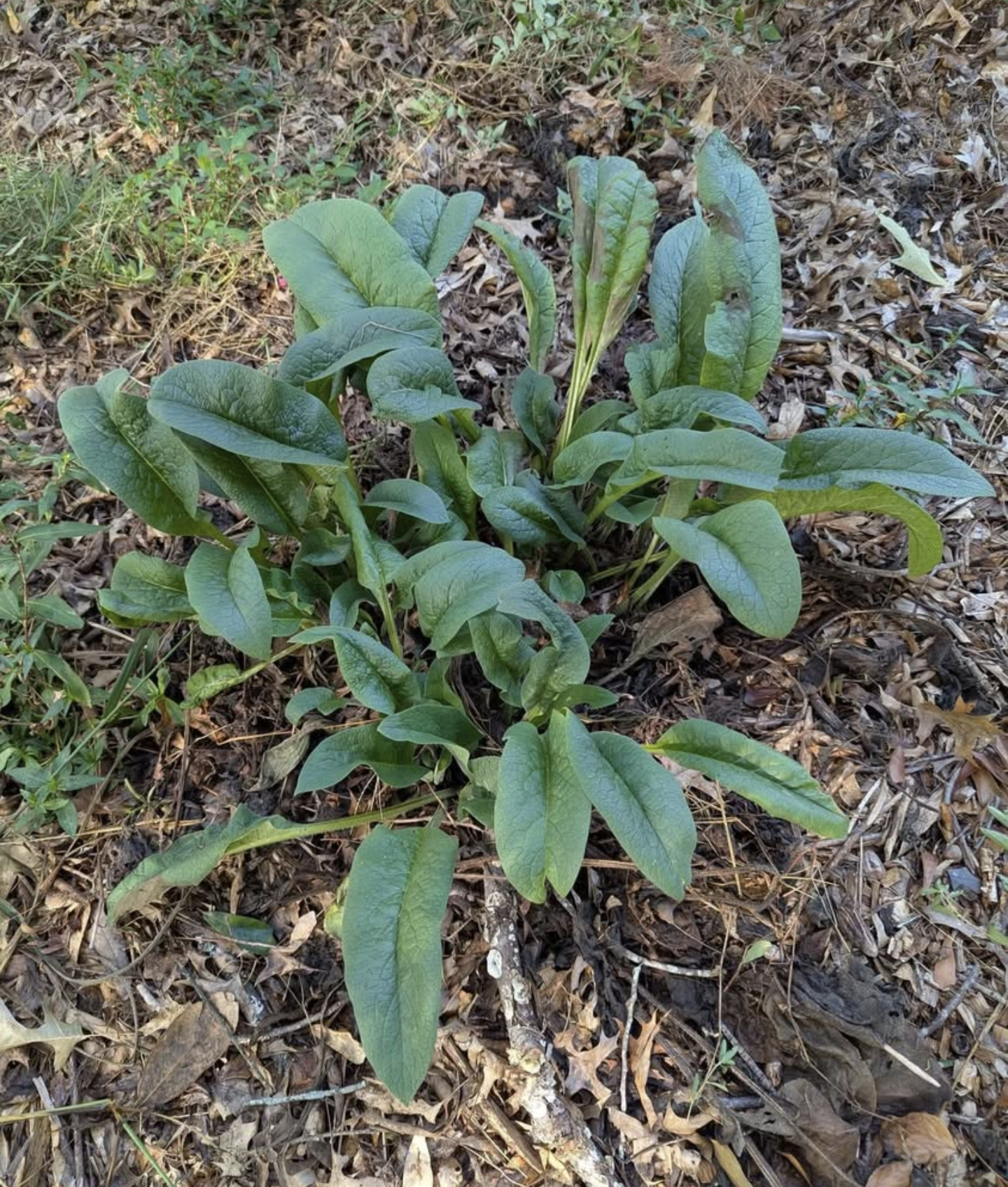 Comfrey Root Cuttings 3x