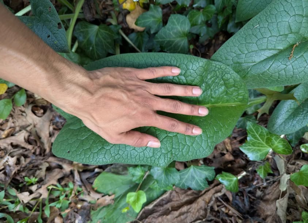 Comfrey Root Cuttings 3x