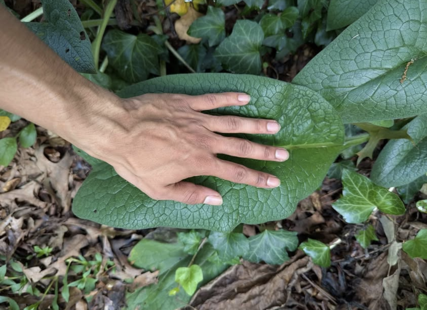 Comfrey Root Cuttings 3x